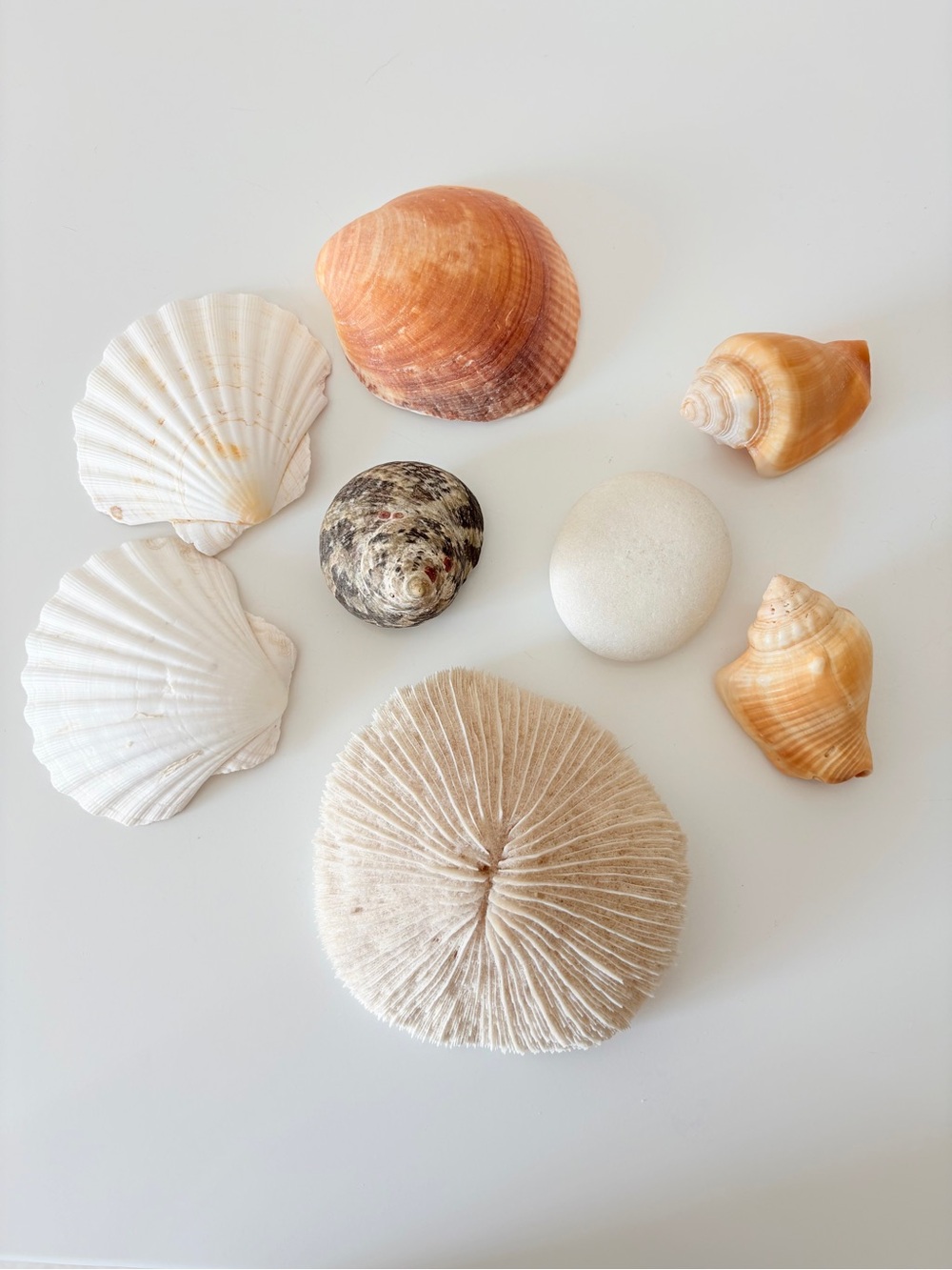 Fossilized Mushroom Coral (Fungia) – Natural Sea Coral Specimen + Shells